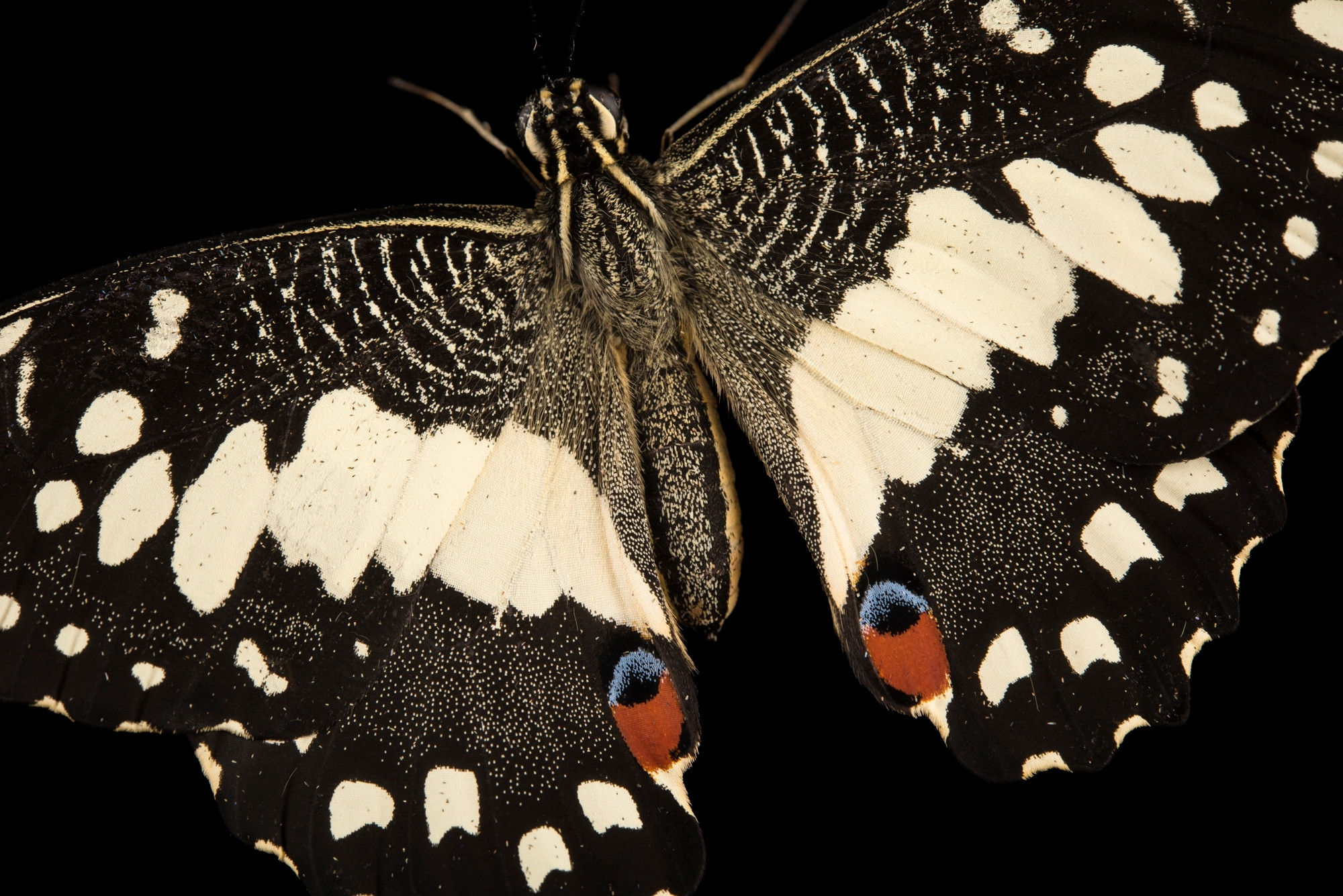 صورة مفصّلة عن كثب لفراشة الجير- بابليو ديموليوس مالايانوس، بواسطة جويل سارتور/ ناشيونال جيوغرافيك.